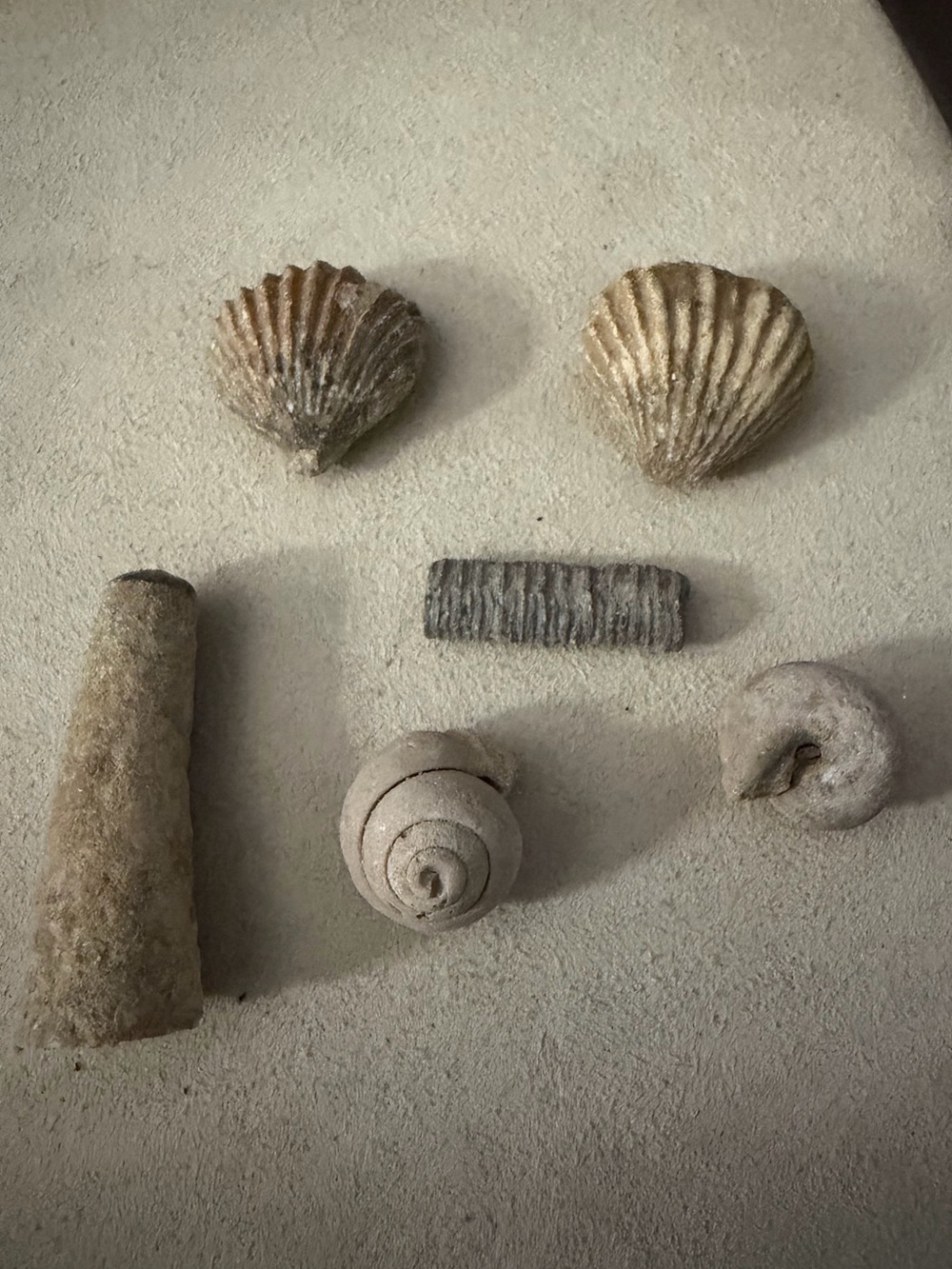 Fossil Sea Shells all 6
